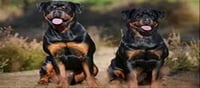 Horrible! Two Rottweilers Attack a Five-Year-Old in Park...